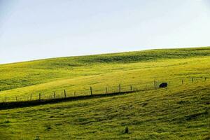 a lone sheep stands in a grassy field photo