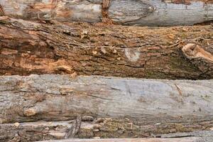 a close up of a log pile photo