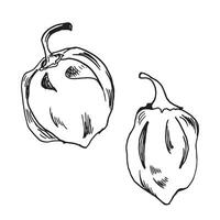 habanero rojo pimienta vector ilustración aislado en blanco antecedentes. mano dibujado tinta mexicano caliente chile pimienta. habanero negro blanco gráfico. diseño elemento para envase, menú, mercado, paquete.