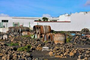 old wine barrels in the vineyard of the person photo