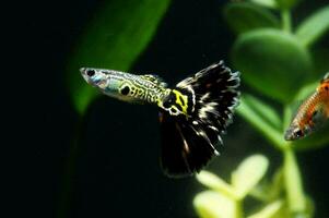 dos guppies nadando en un acuario con plantas foto