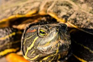 un cerca arriba de un Tortuga con amarillo ojos foto