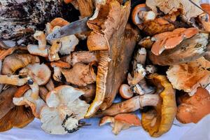 a pile of mushrooms in a white container photo