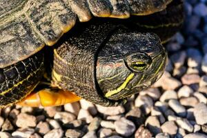 a turtle with yellow eyes and black stripes photo