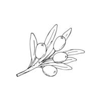 Hand-drawn sea buckthorn branch with berries and leaves. Autumn berries. Isolated vector illustration.