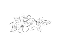 Rosehip hand-drawn flower illustration. Isolated flower sketch on a white background. Hand-drawn linear drawing of a  rosehip flower with leaves. Vector outline illustration.