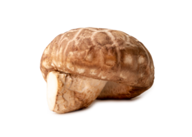 Shiitake mushrooms isolated with clipping path and shadow in png file format. Chinese and Japanese herb plant