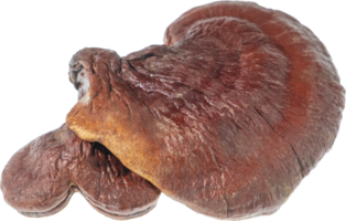 reishi mushroom cut out on transparent background. png