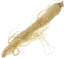 ginseng Couper en dehors sur transparent Contexte. png