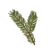 Green fir branch. Spruce twig. Coniferous needle tree. Christmas tree. Botanical forest element. Hand-drawn colored flat vector illustration isolated on white background.