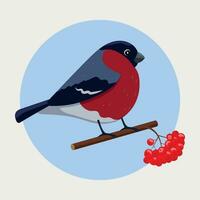 Bullfinch on a rowan branch. Vector illustration in cartoon flat style isolated on white background.