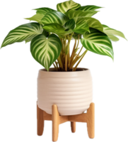 AI generated indoor plant in a pot on a wooden stool png