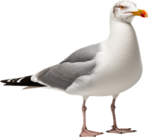 ai generado mar Gaviota png