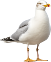 AI generated sea seagull png