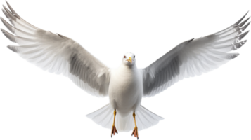 AI generated sea seagull png