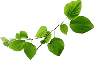 AI generated green leaves png