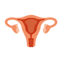 Uterus. Woman reproductive health illustration. Gynecology. Anatomy png