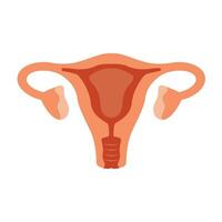 Uterus. Woman reproductive health illustration. Gynecology. Anatomy Vector illustration