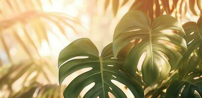 AI generated potted monstera leaf leaves with sunlight at the base photo