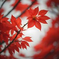 AI generated Red leaves of a Japanese maple, Acer palmatum, close-up. generative ai photo