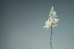 AI generated White flower on blue sky background with copy space, soft focus. generative ai photo