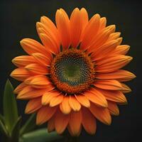 AI generated Beautiful orange sunflower isolated on black background. Close up. generative ai photo