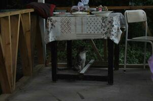 ai generado un gato es mirando desde debajo el mesa foto