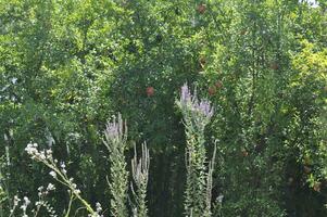 AI generated Pomegranate tree with ripe fruits and flowers in the garden photo