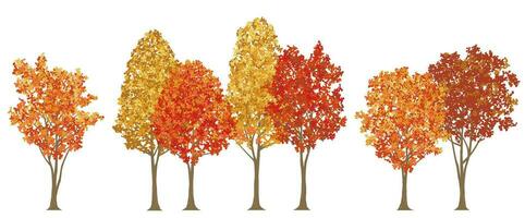 Roadside Trees In Autumn Colors Vector Illustration Isolated On A White Background.