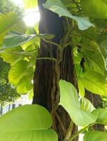 Morning views tropical trees in the city park. Nature landscape view. photo