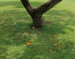 wooden branch and grassland as background photo