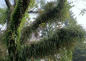 musgo y hierba en el antiguo árbol foto