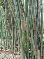 a landscape view of bamboo tree photo