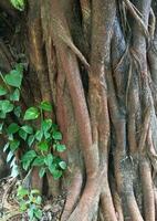 un único árbol raíces. naturaleza imagen para antecedentes foto