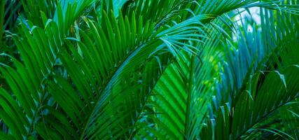 The natural background of palm leaves in a tropical forest. photo