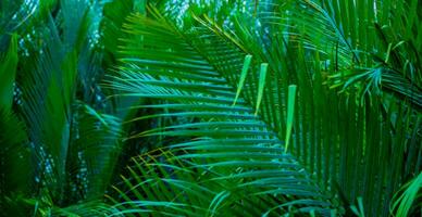The natural background of palm leaves in a tropical forest. photo
