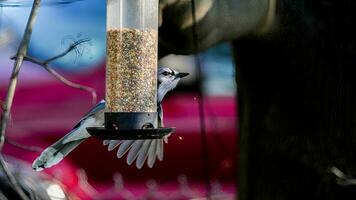 Blue jay on bird feeder with seeds hanging outside on tree photo