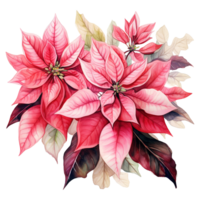 AI generated watercolor of a bunch of pink poinsettias. AI generated image png