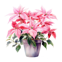 AI generated watercolor of a bunch of pink poinsettias. AI generated image png