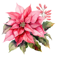 AI generated watercolor of a bunch of pink poinsettias. AI generated image png