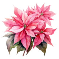 AI generated watercolor of a bunch of pink poinsettias. AI generated image png