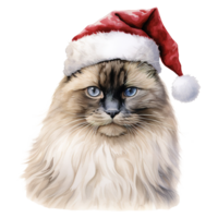 ai genererad ragdoll katt bär en santa hatt. ai genererad bild png