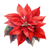 AI generated watercolor of a bunch of red poinsettias. AI generated image png