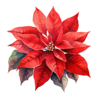 AI generated watercolor of a bunch of red poinsettias. AI generated image png