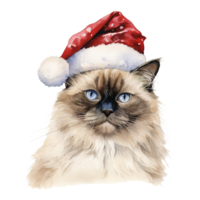 AI generated Ragdoll Cat Wearing a Santa Hat. AI generated image png