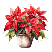 AI generated watercolor of a bunch of red poinsettias. AI generated image png