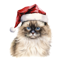 AI generated Ragdoll Cat Wearing a Santa Hat. AI generated image png