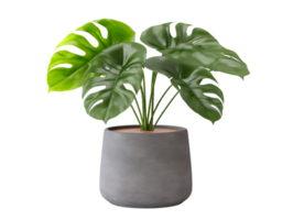 isolated plant decorate in pot on transparent backgroud png