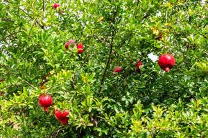 maduro granada frutas en verde árbol en kakheti foto