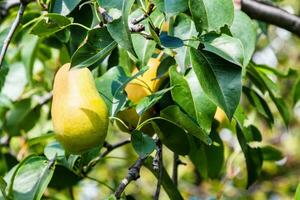 ripe yellow pear fruit on twig of pear tree photo